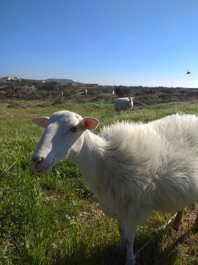 Country Studios Karpathos Bagian luar foto